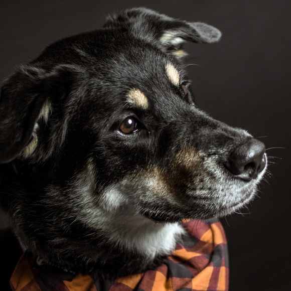 Meet your Posher, Rose - Picture 3 of 3